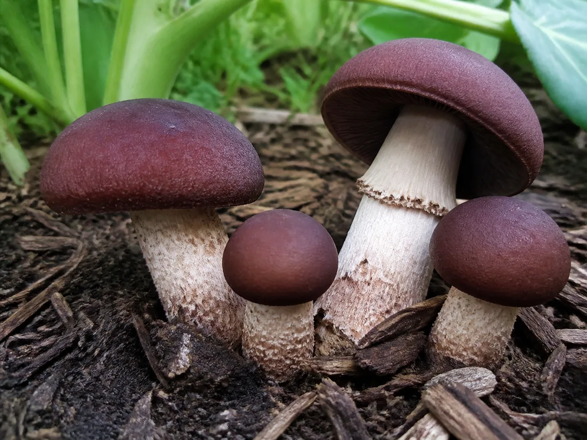 Wine cap mushrooms fruiting through hardwood chips beneath leafy garden plants