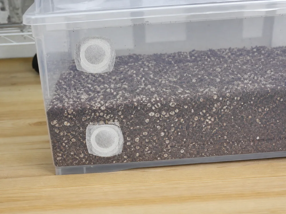 Filtered airflow holes on a clear monotub - monotub method