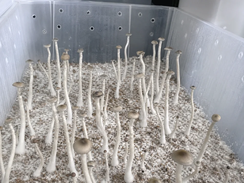 Long-stemmed mushrooms showing restricted fresh air in a monotub - monotub method