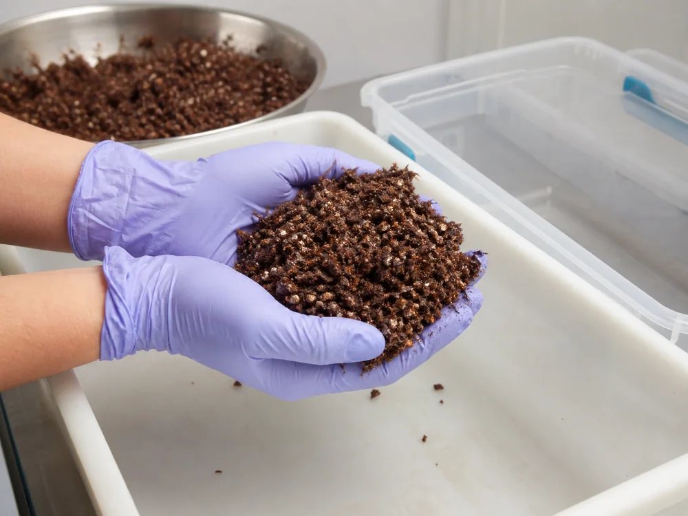 Damp bulk substrate held at field capacity - monotub method