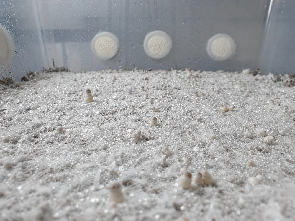 Tiny pins and moisture beads on a colonized monotub surface - monotub method