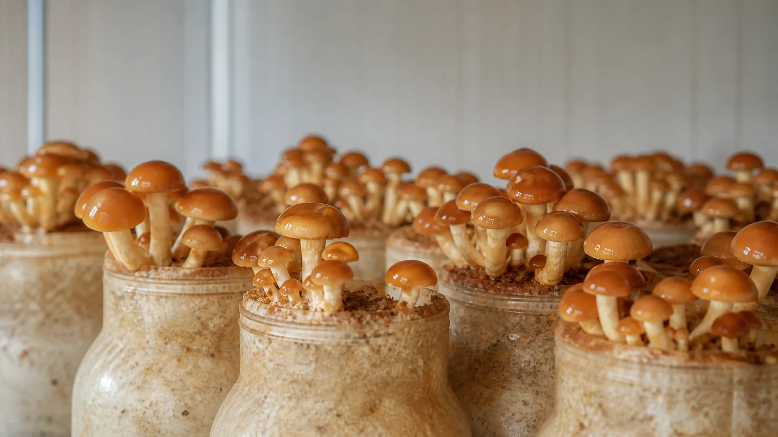 How to Grow Nameko Without Mixing Incompatible Protocols