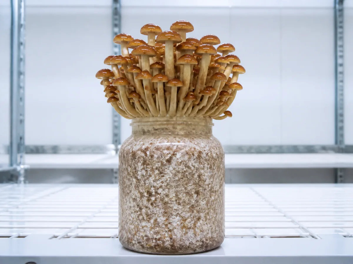 Whole Nameko cluster attached to its cultivation bottle