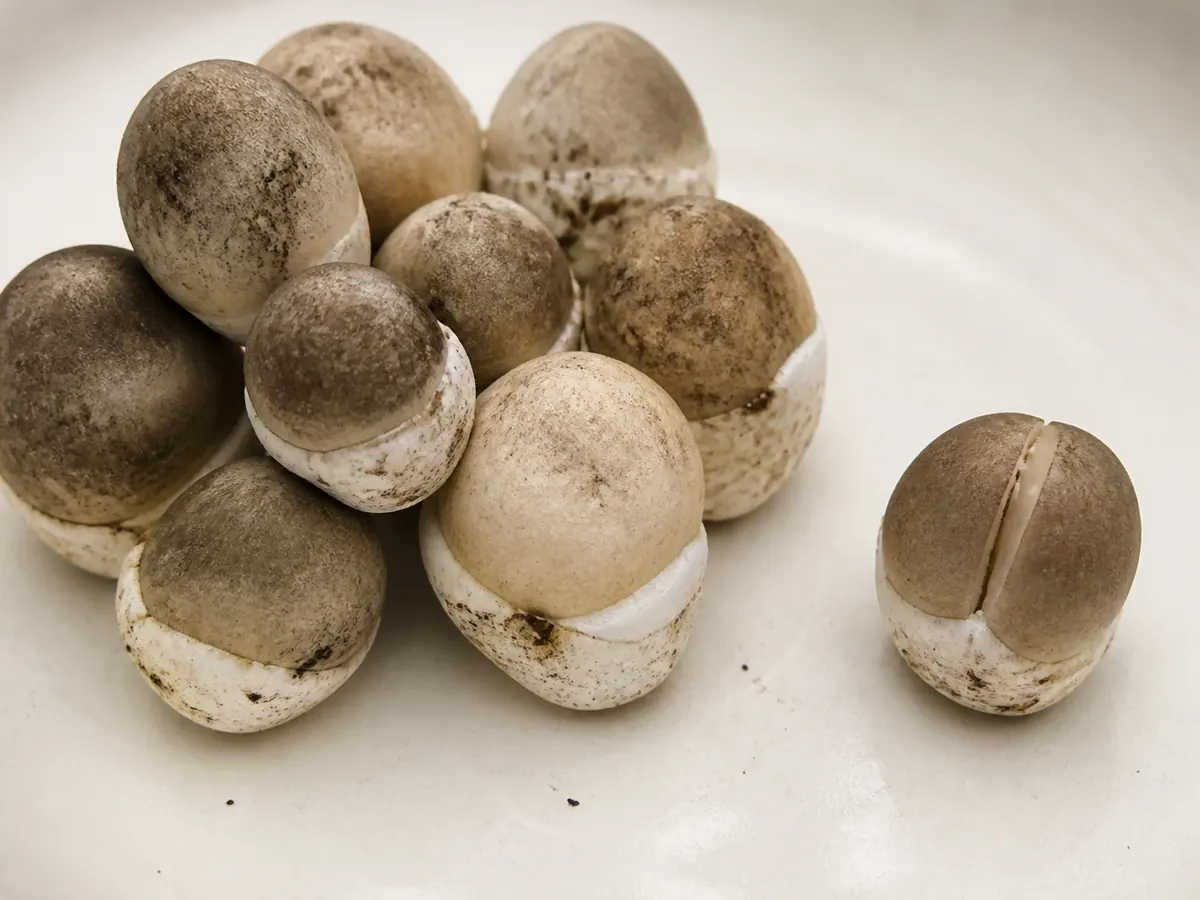 Firm closed paddy straw mushroom eggs beside one specimen beginning to split