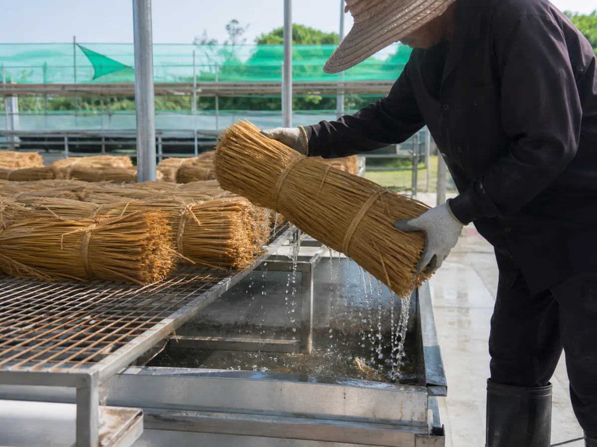 Hydrated rice-straw bundles draining before a warm bed is assembled