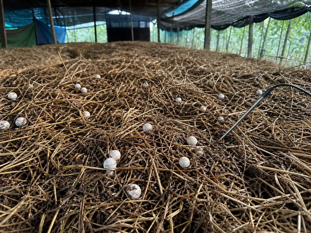 Warm rice-straw cultivation bed with young straw mushroom eggs and a probe at bed depth