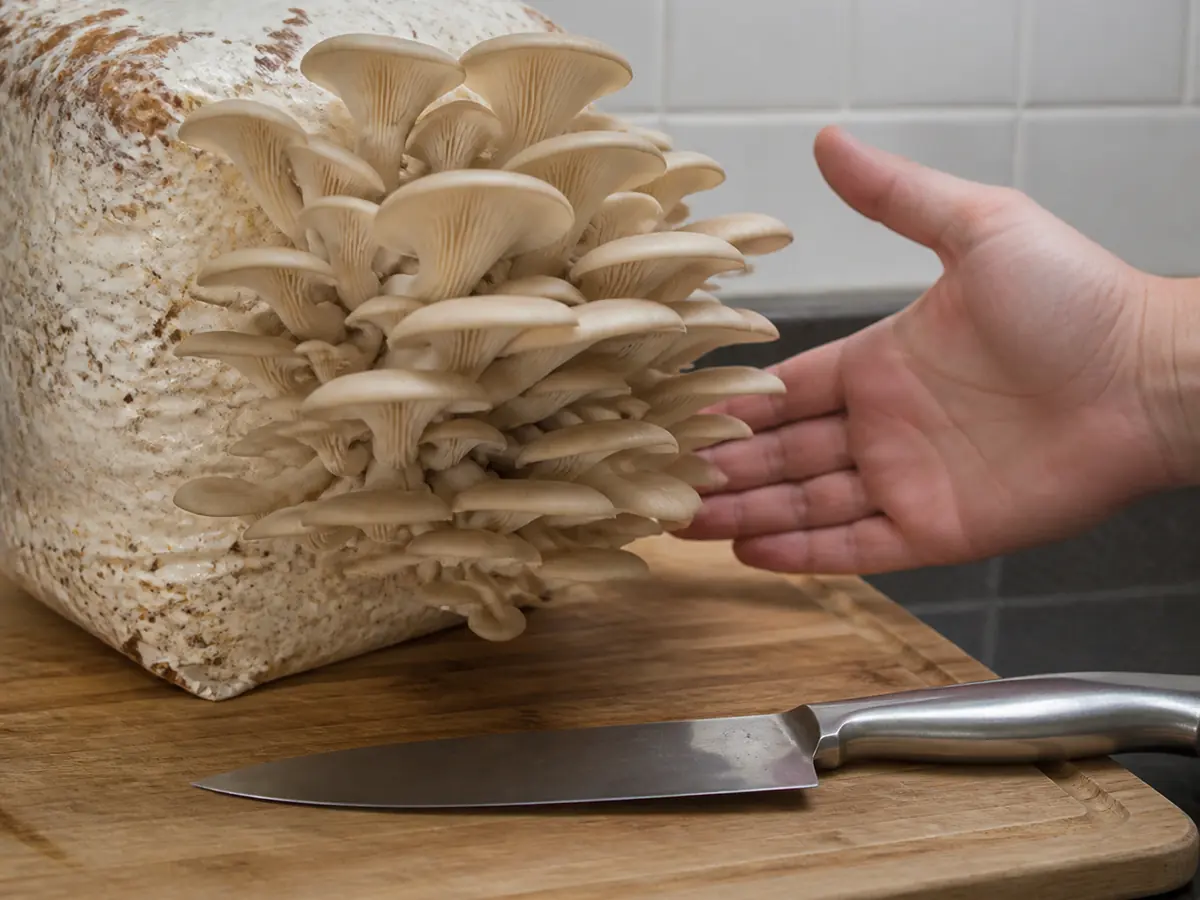 Mature Phoenix oyster cluster beside a hand and clean harvest knife