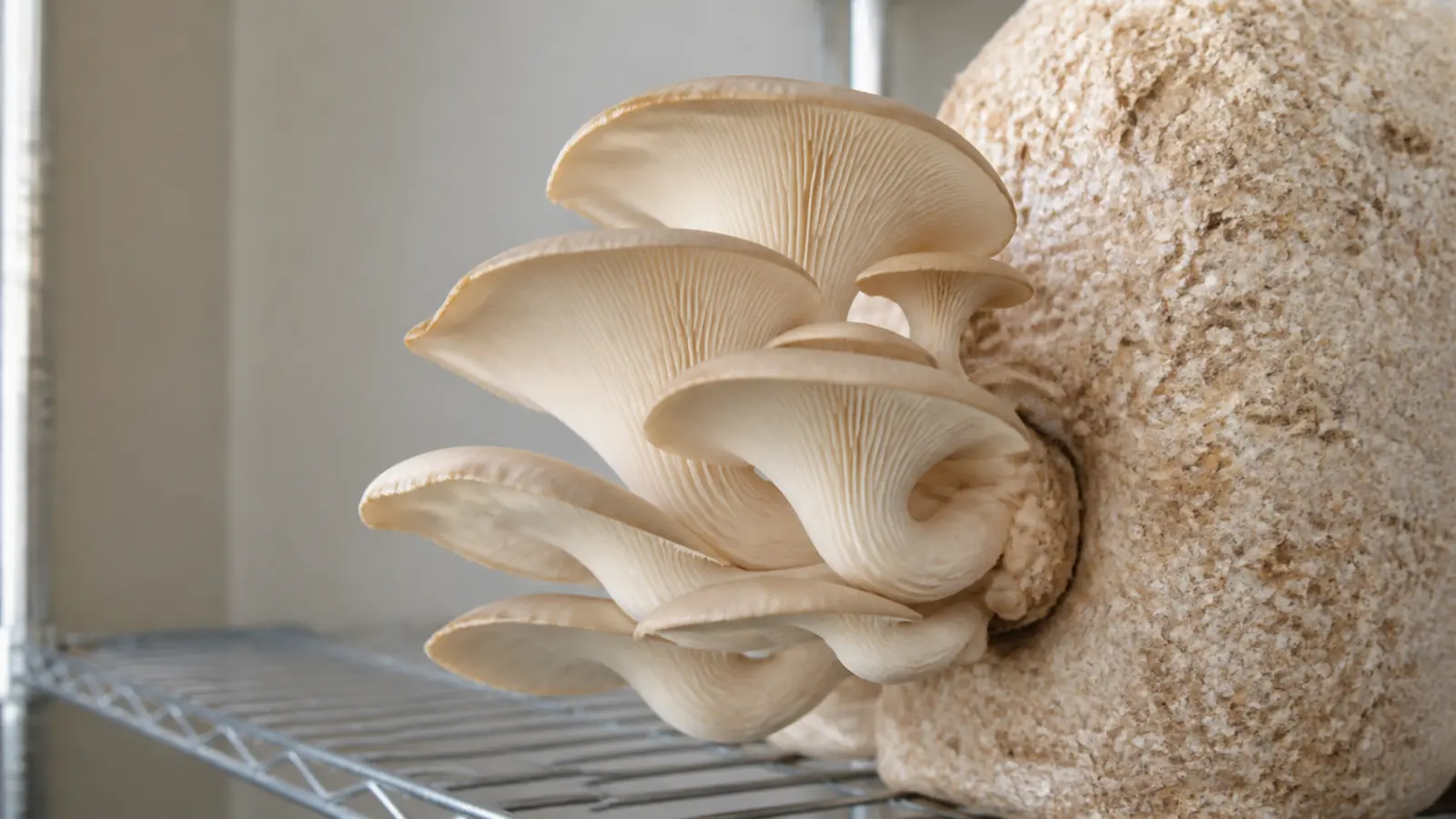 How to Grow Phoenix Oyster Mushrooms by Reading Each Stage