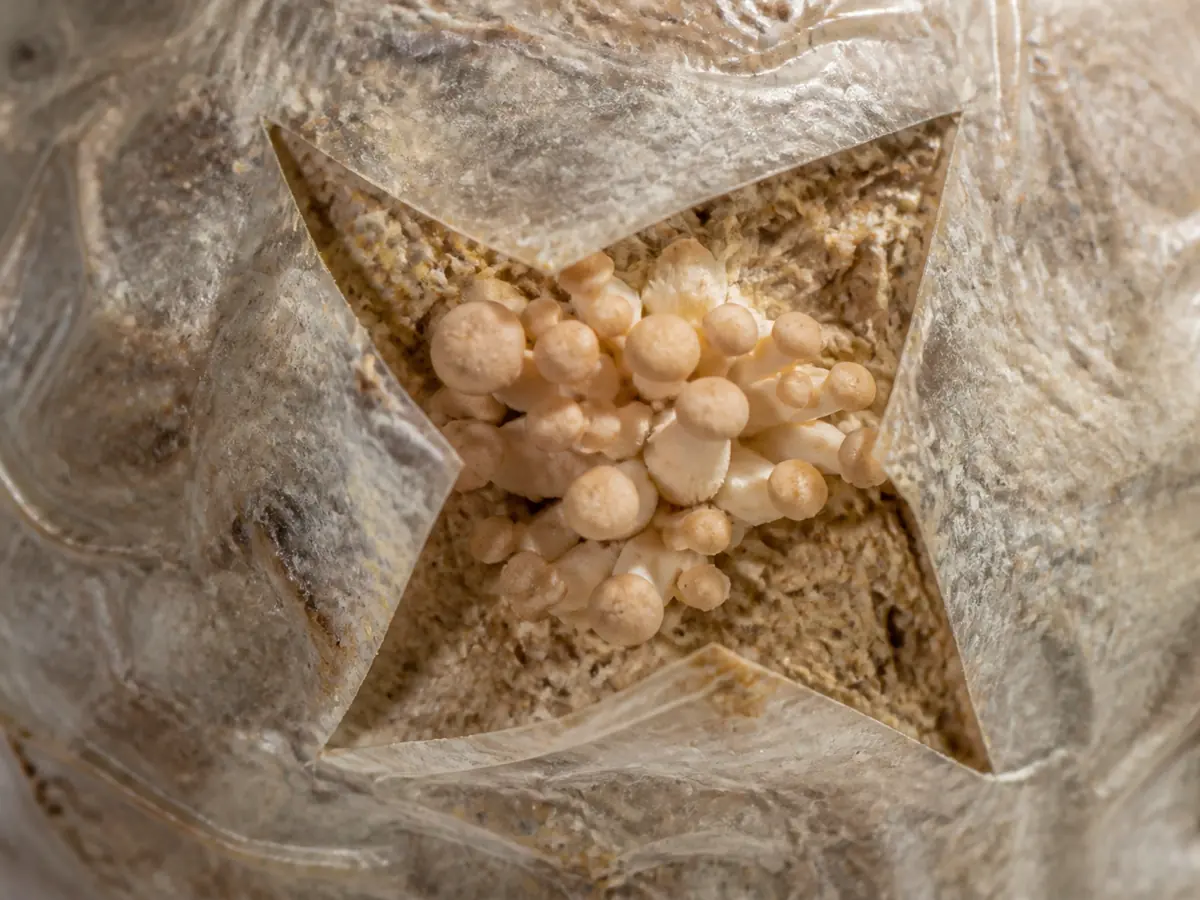 Phoenix oyster pins emerging through a clean bag opening