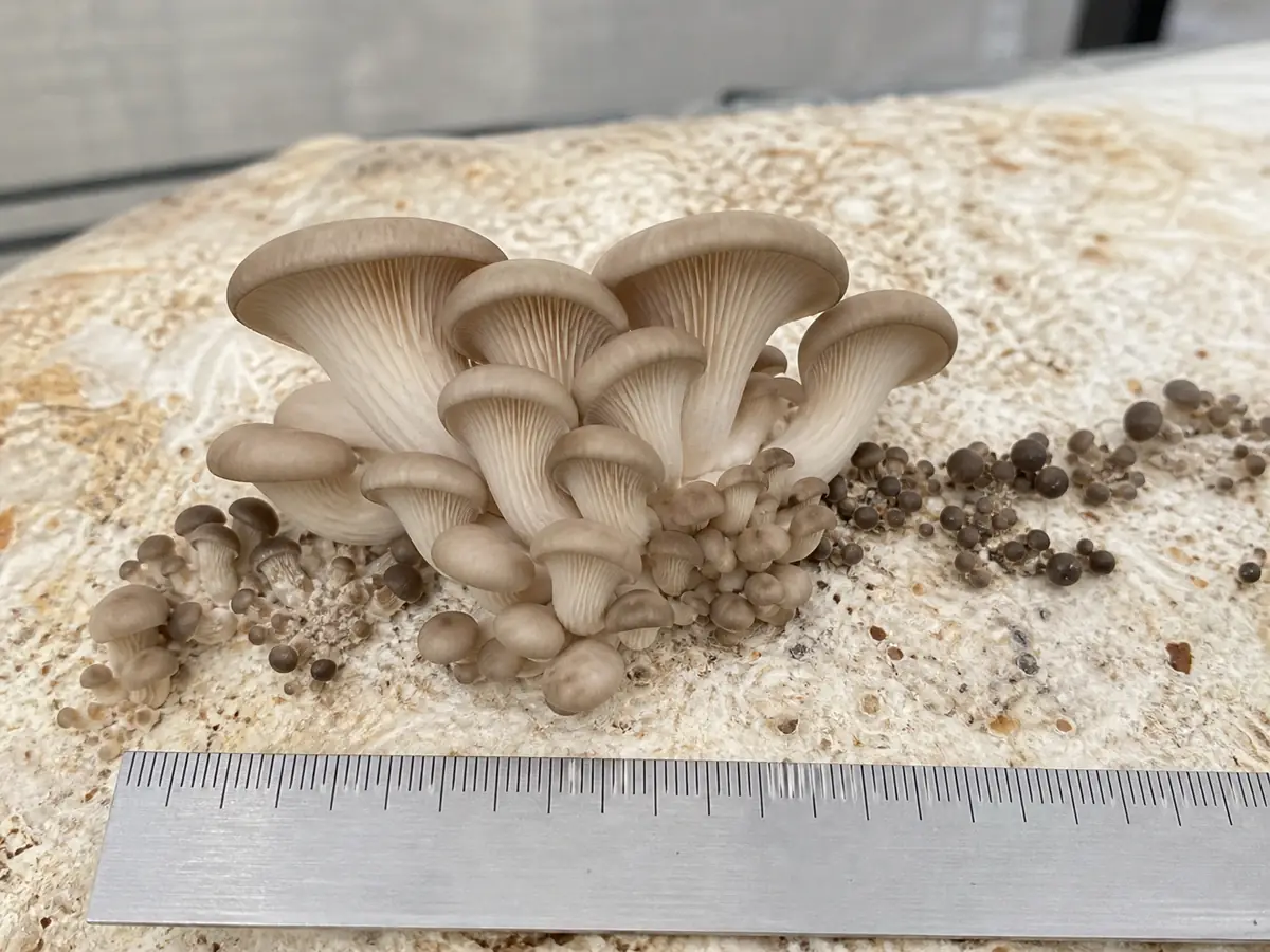 Healthy enlarging oyster mushroom pins beside a few small dark stalled pins
