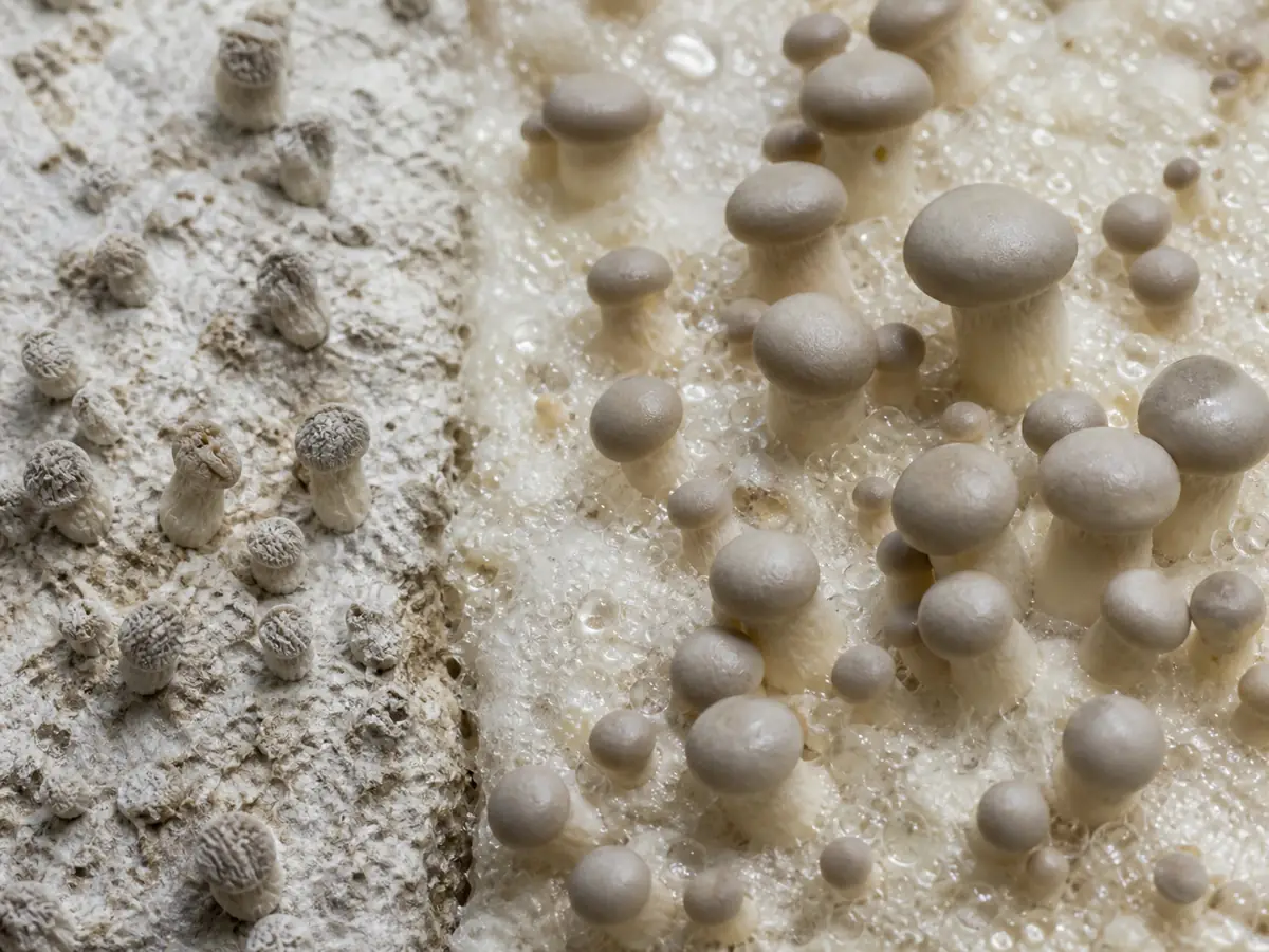 Dry wrinkled mushroom pins compared with plump pins on a finely moist surface
