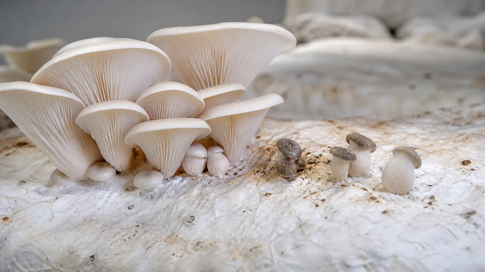 Why Are Mushroom Pins Aborting Before Harvest?