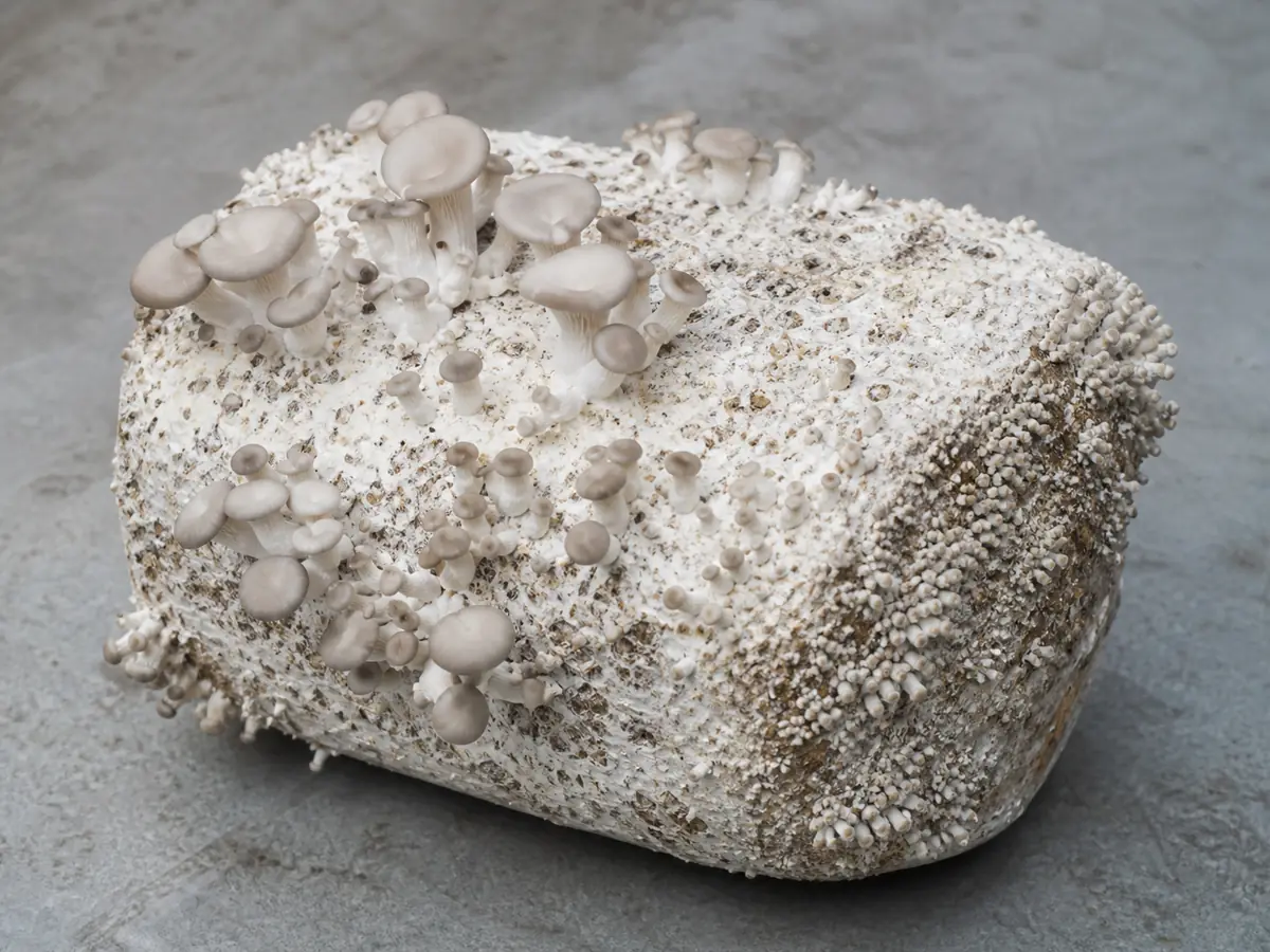 Fruiting block with stalled pins concentrated along one exposed edge