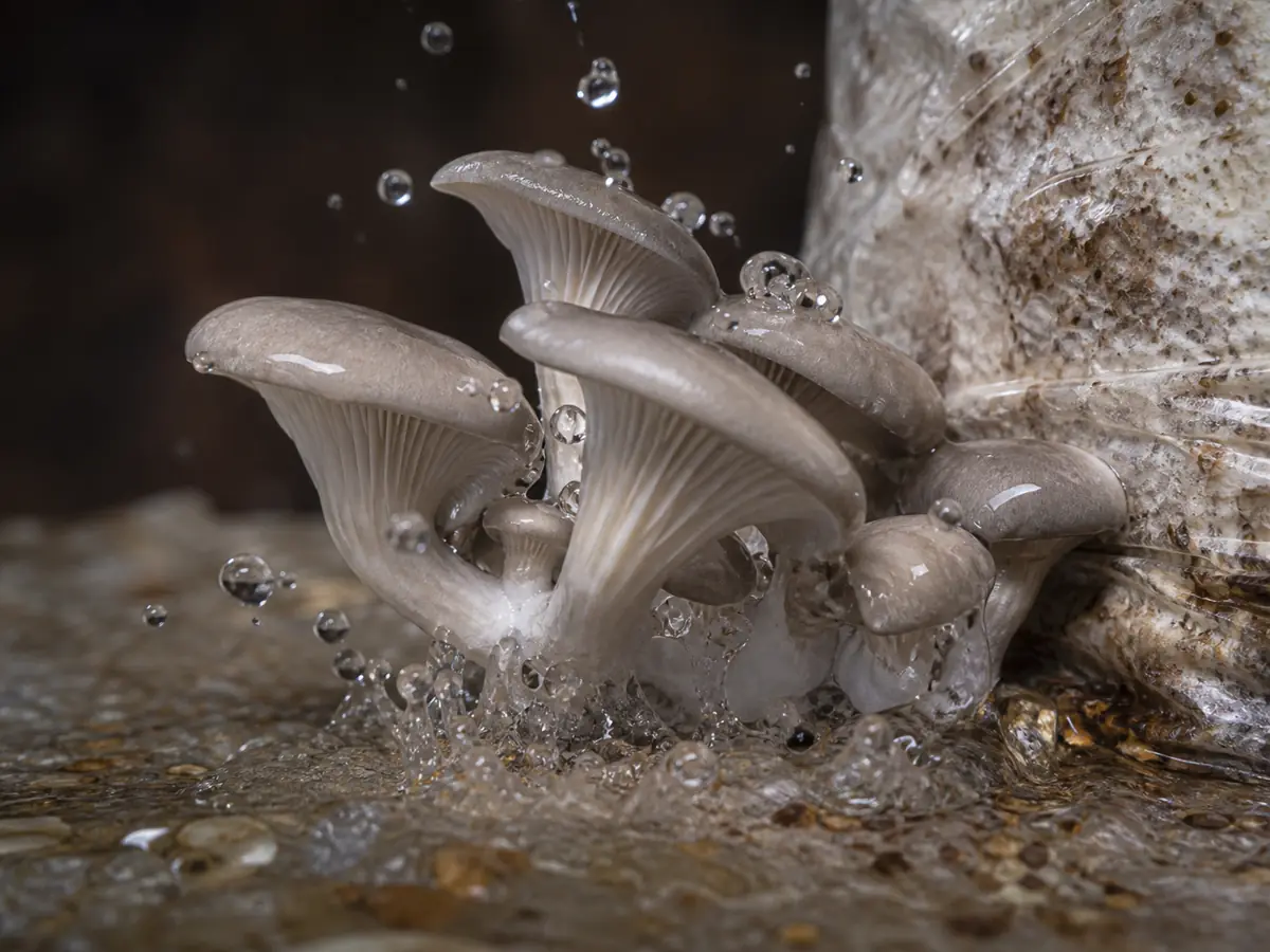 Large droplets and trapped water around young mushroom pins