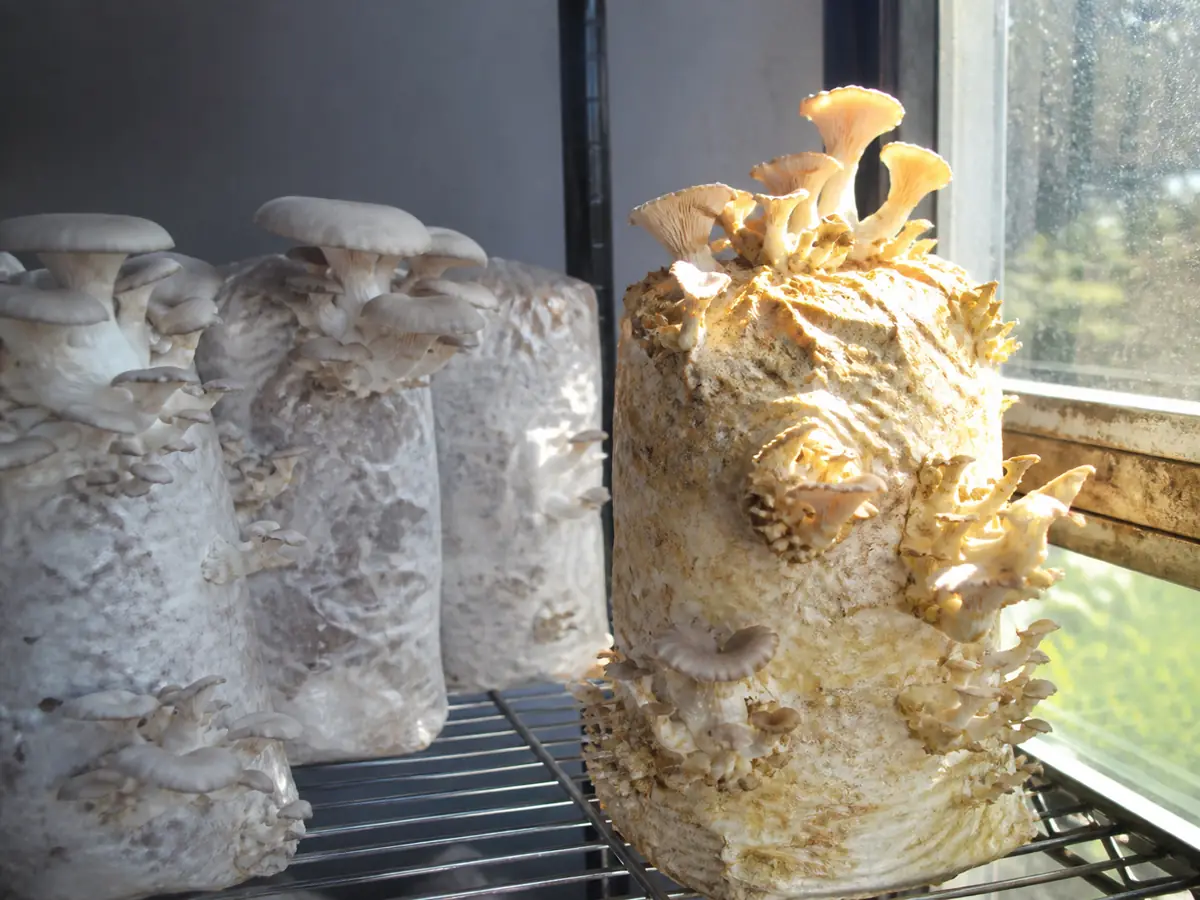 Oyster blocks under diffuse cool light contrasted with direct sun at a hot window