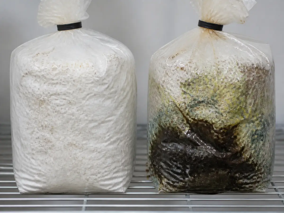 Clean sealed colonized block beside a sealed block with colored growth and wet collapse