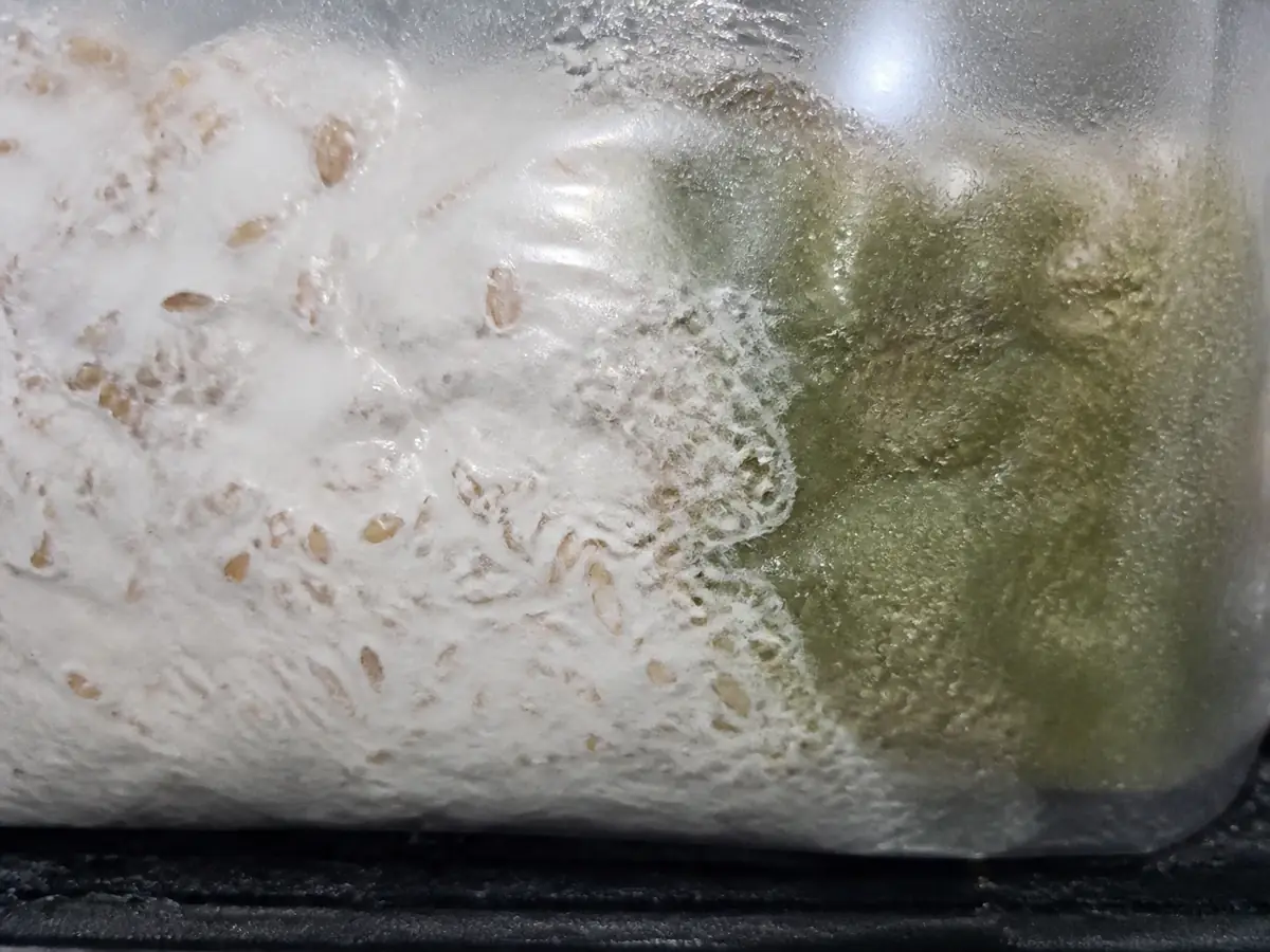 Clean white mycelium contrasted with a sealed wet green competing patch