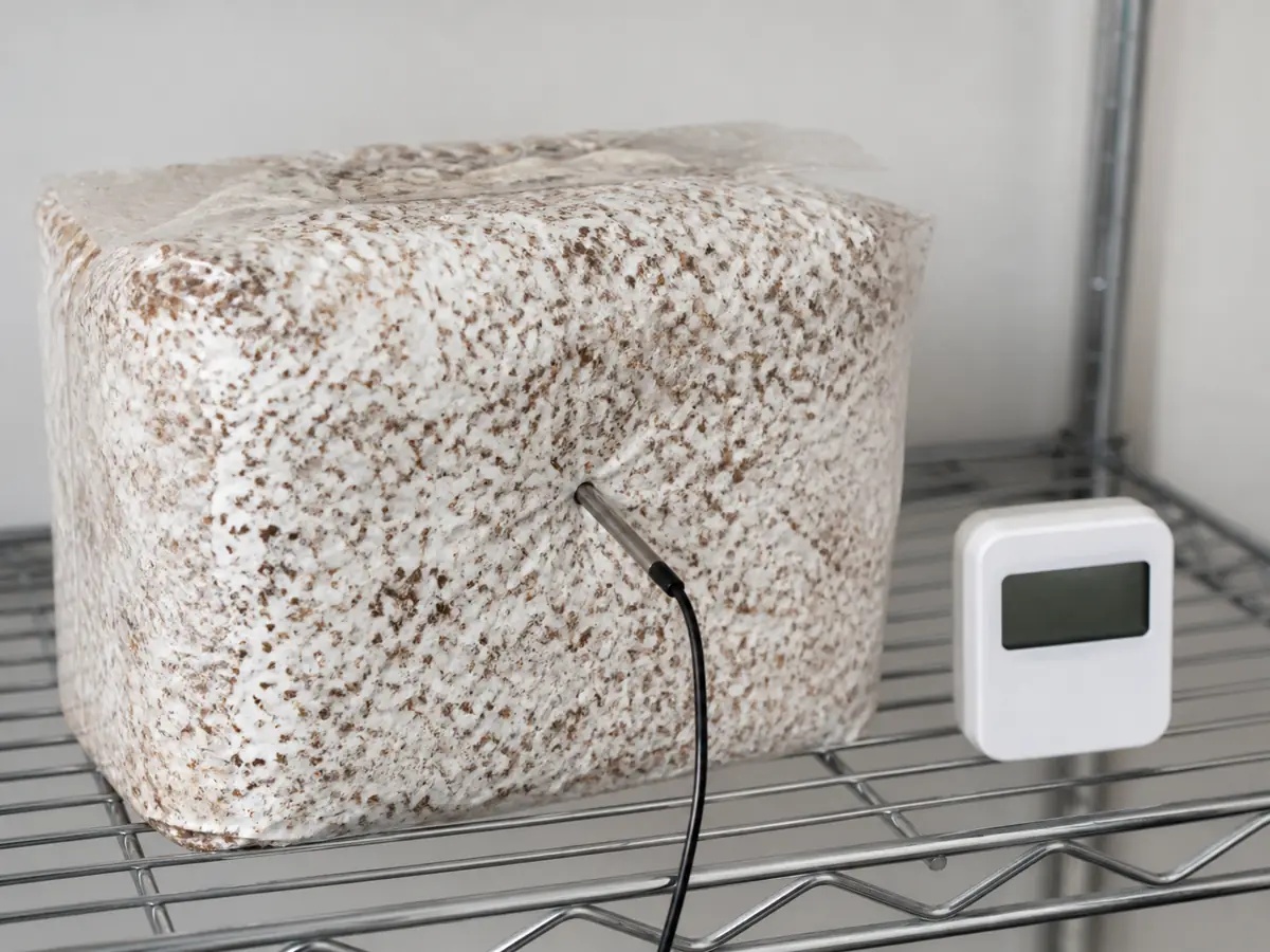 Probe thermometer measuring the center of a colonizing mushroom block beside a room thermometer