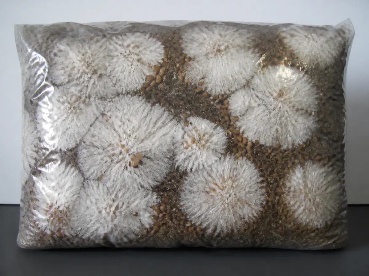 Clear substrate bag with white mycelium expanding from several separated spawn points