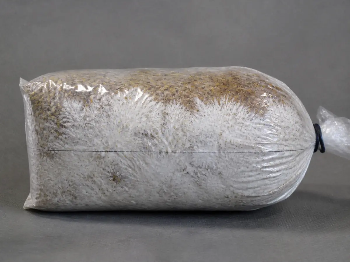 Fresh white mycelium growing beyond an earlier marked boundary in a clear substrate bag