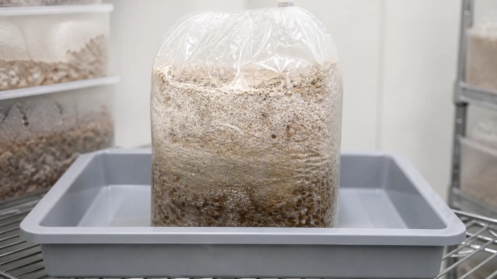 What Is Wet Rot in Mushroom Substrate?