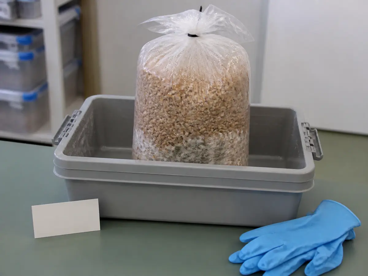 Sealed wet grain bag standing in a washable lidded tray beside gloves and a batch card