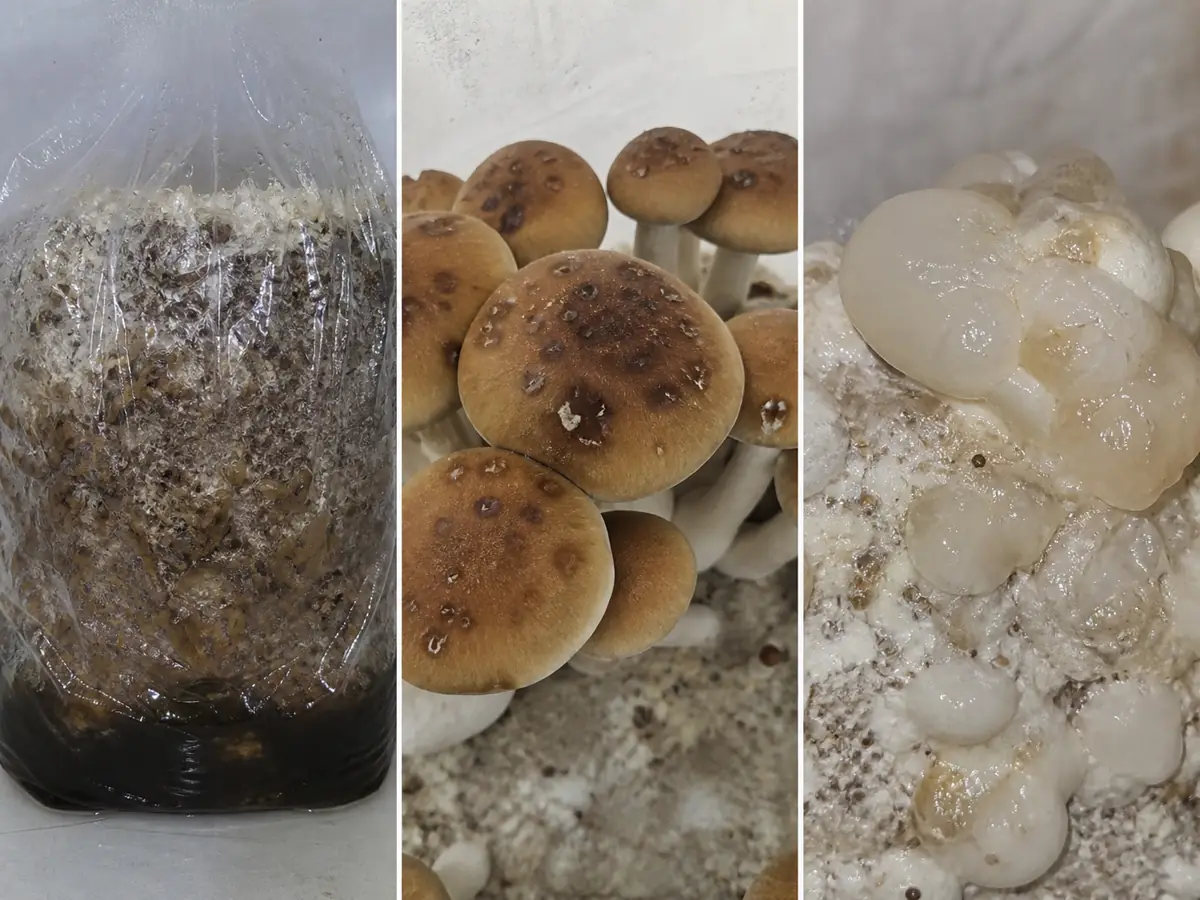 Wet substrate, spotted mushroom caps, and malformed wet fruit tissue shown in separate panels