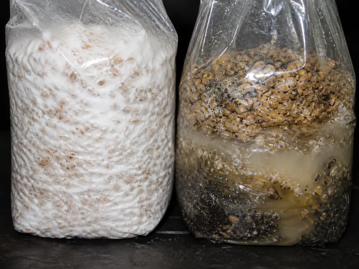 Healthy white colonized grain compared with greasy wet stalled grain in sealed bags