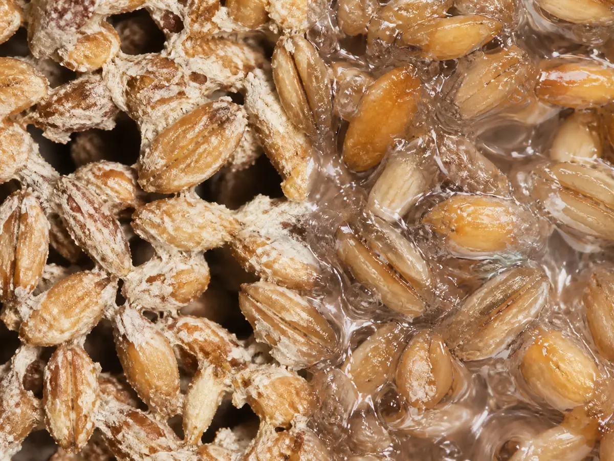 Cutaway substrate with excess water filling spaces between grain and fibers