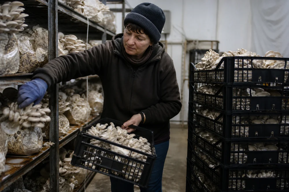 A grower in work clothes harvesting oyster mushrooms into a crate inside a grow room, mid-motion, with several full crates stacked beside them