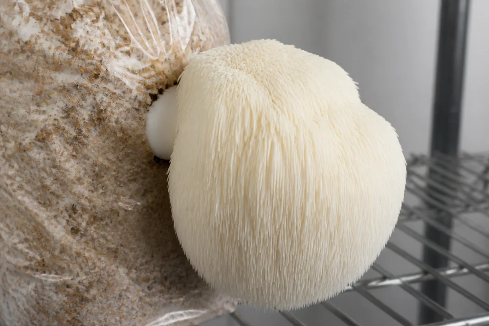 A large white shaggy lion's mane mushroom fruiting from a sawdust block on a shelf with its spines clearly visible in soft grow-room light