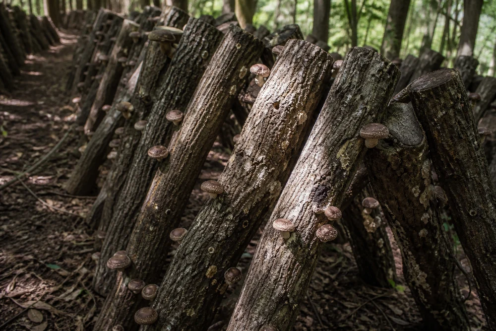 A shaded outdoor stack of inoculated hardwood shiitake logs leaning in an A-frame arrangement in woodland with small brown mushrooms fruiting from several logs