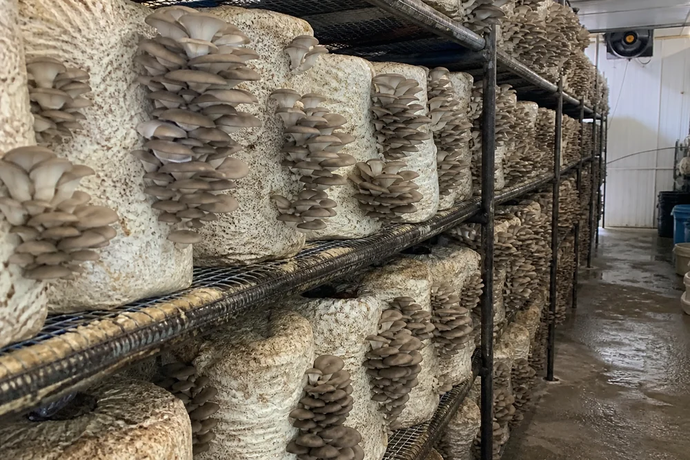 A rack of fruiting oyster mushroom blocks in a small commercial grow room with dense gray-brown clusters bursting from the sides of each block