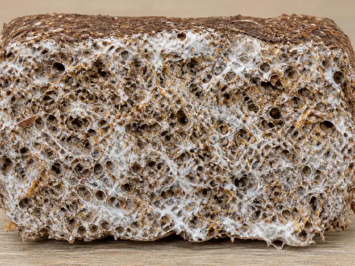 Cross-section of a colonized reishi hardwood block