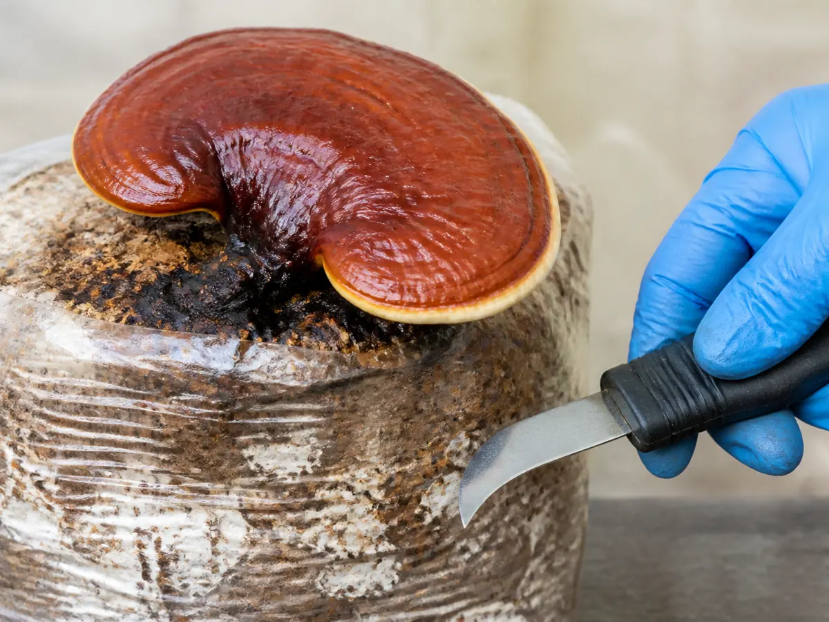 Mature lacquered reishi conk beside a gloved hand and clean cutting tool