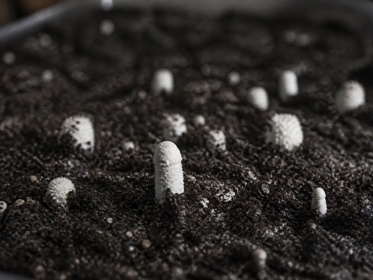 Tiny shaggy mane pins emerging through a moist granular casing