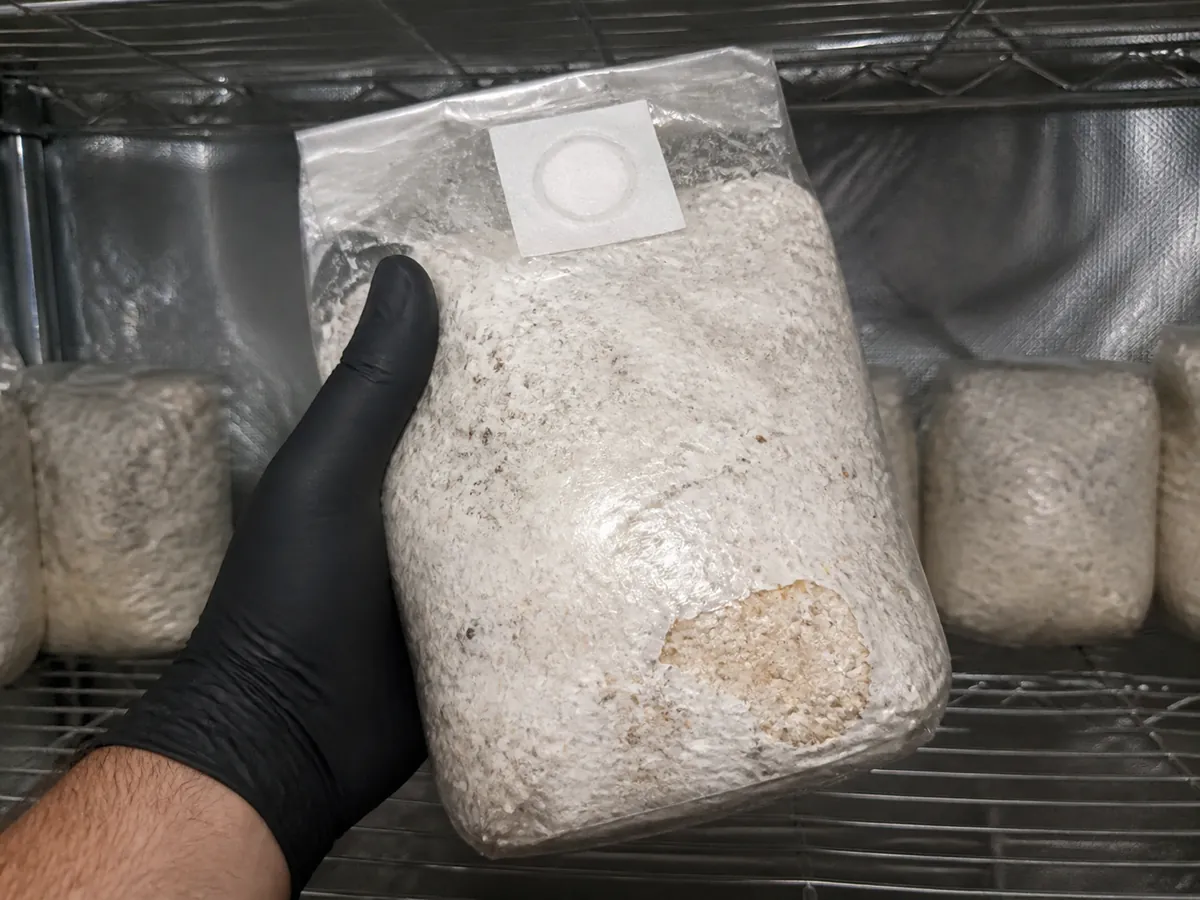 Sealed shaggy mane substrate bag with one lagging pocket during inspection