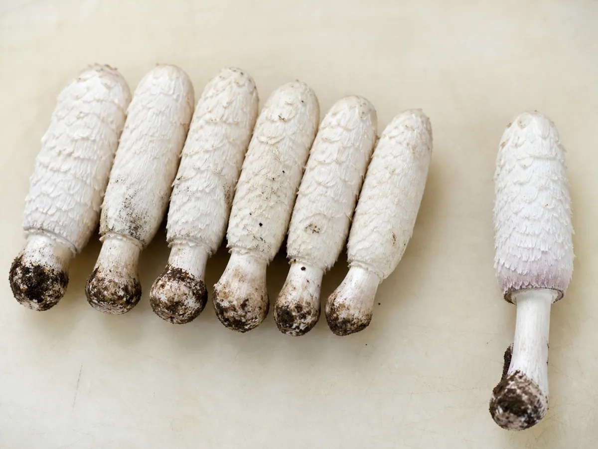 Firm closed white shaggy mane mushrooms beside one specimen with a thin pink lower margin