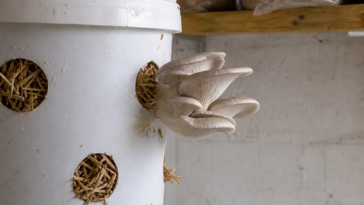 Oyster mushrooms fruiting from holes in a straw bucket - straw substrate