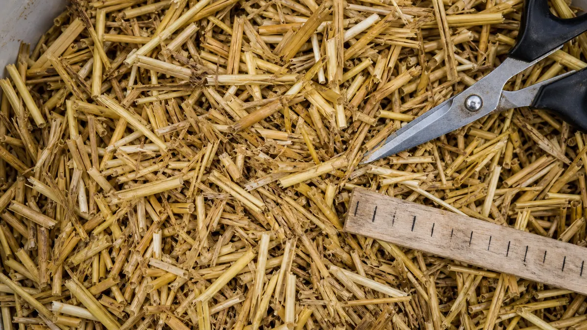 Chopped straw pieces ready for mushroom substrate pasteurization - straw substrate