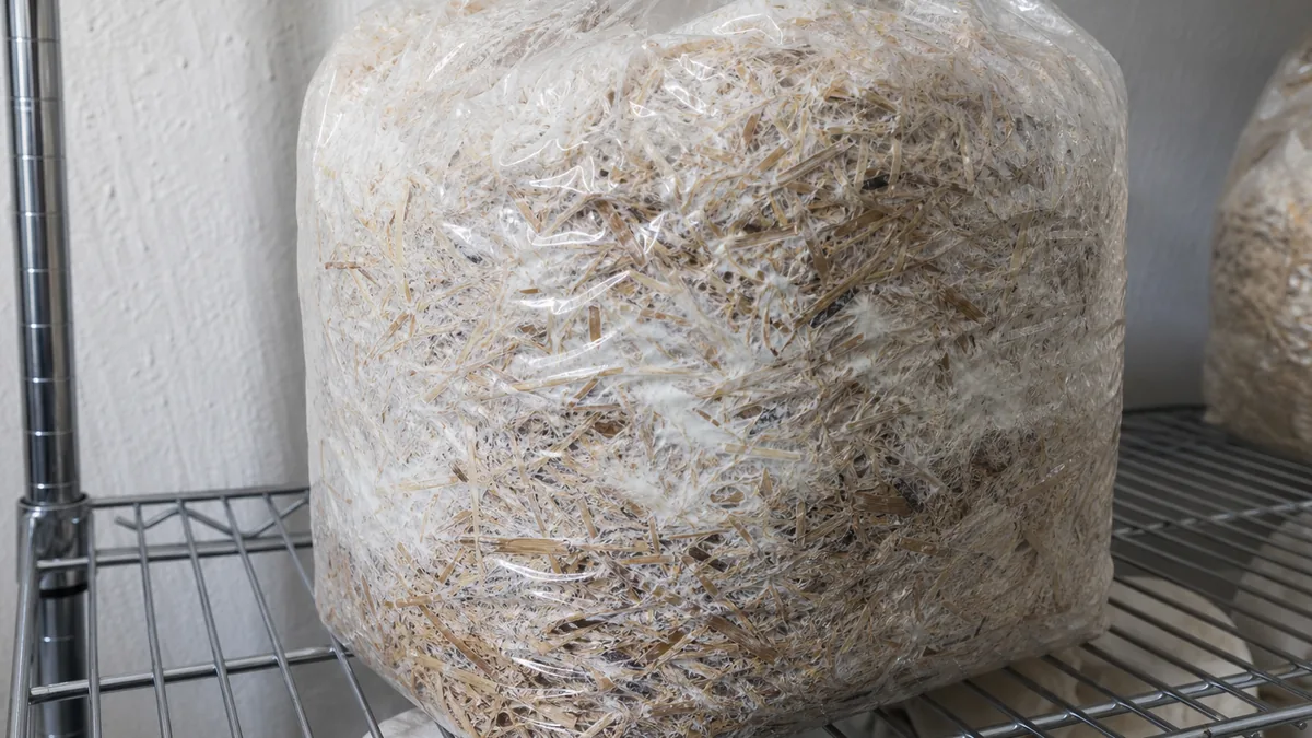 White oyster mushroom mycelium colonizing straw in a clear grow bag - straw substrate