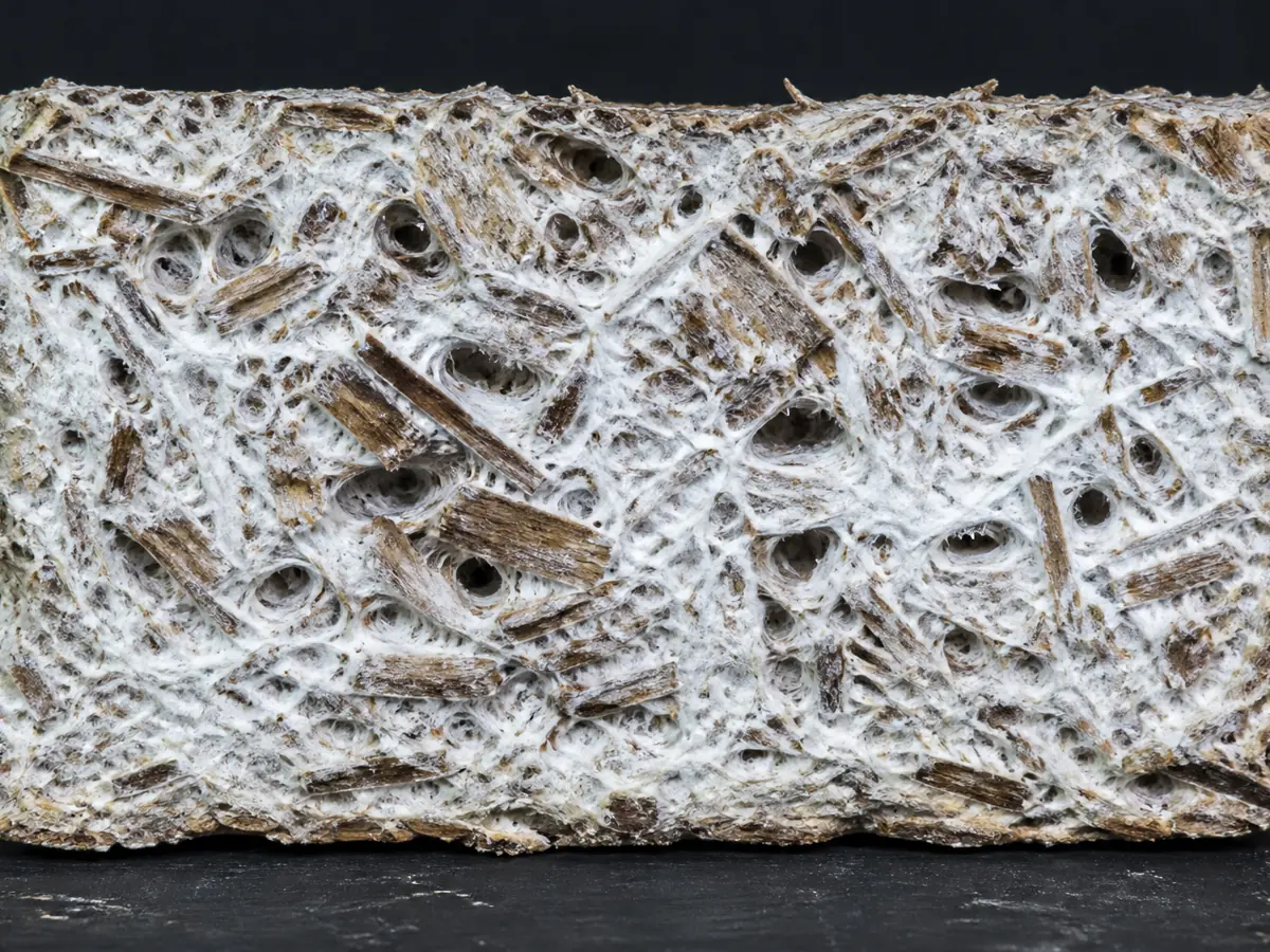 Cross-section of an evenly colonized turkey tail hardwood block
