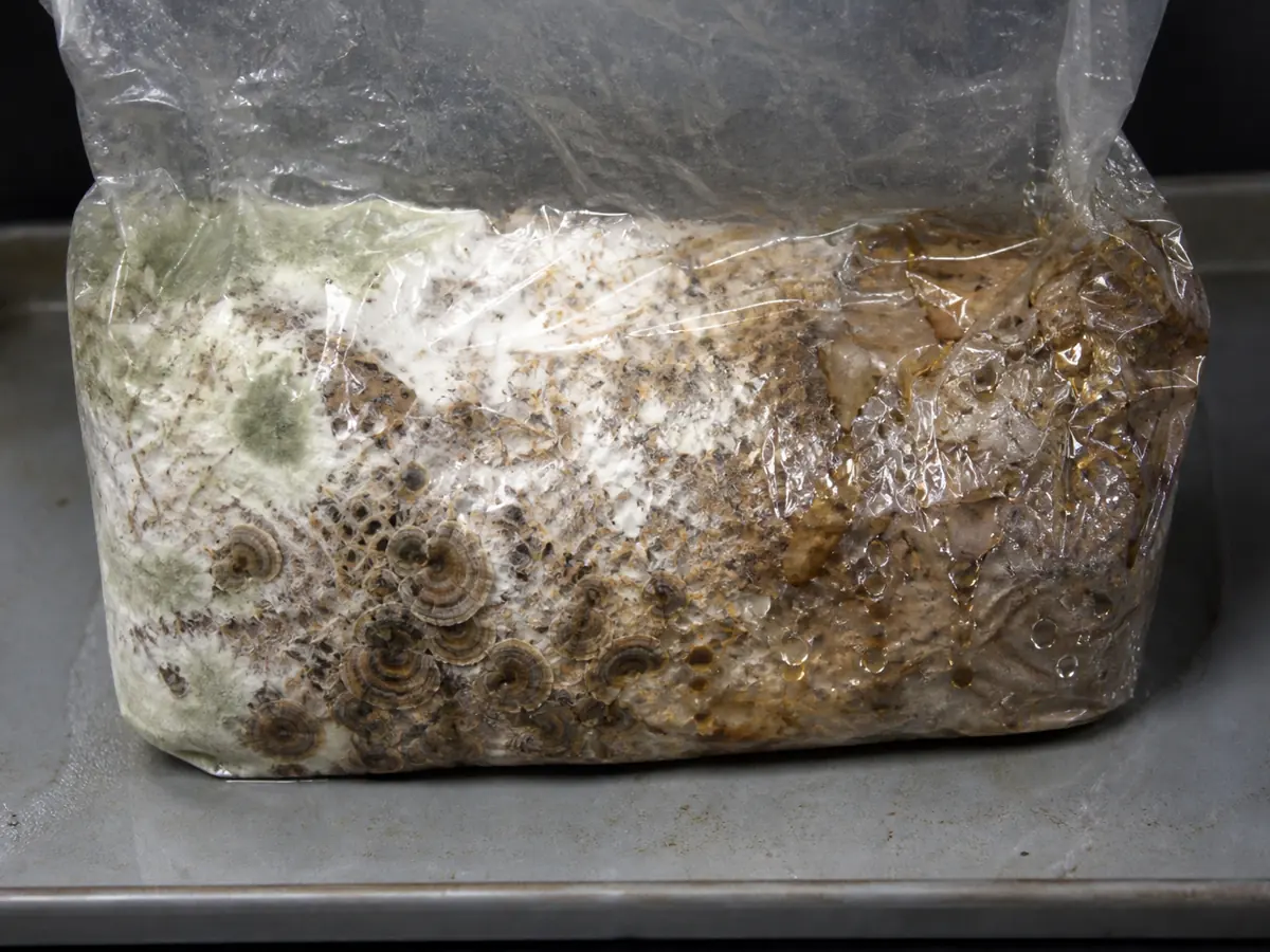 Sealed turkey tail bag with separate green growth and a wet collapsed zone