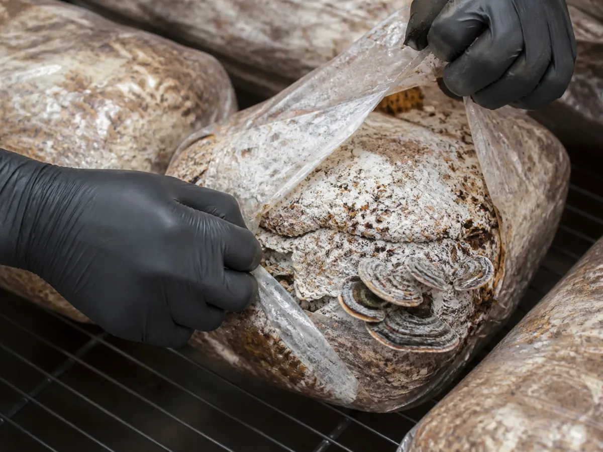 Gloved grower opening one fruiting face on a mature turkey tail block