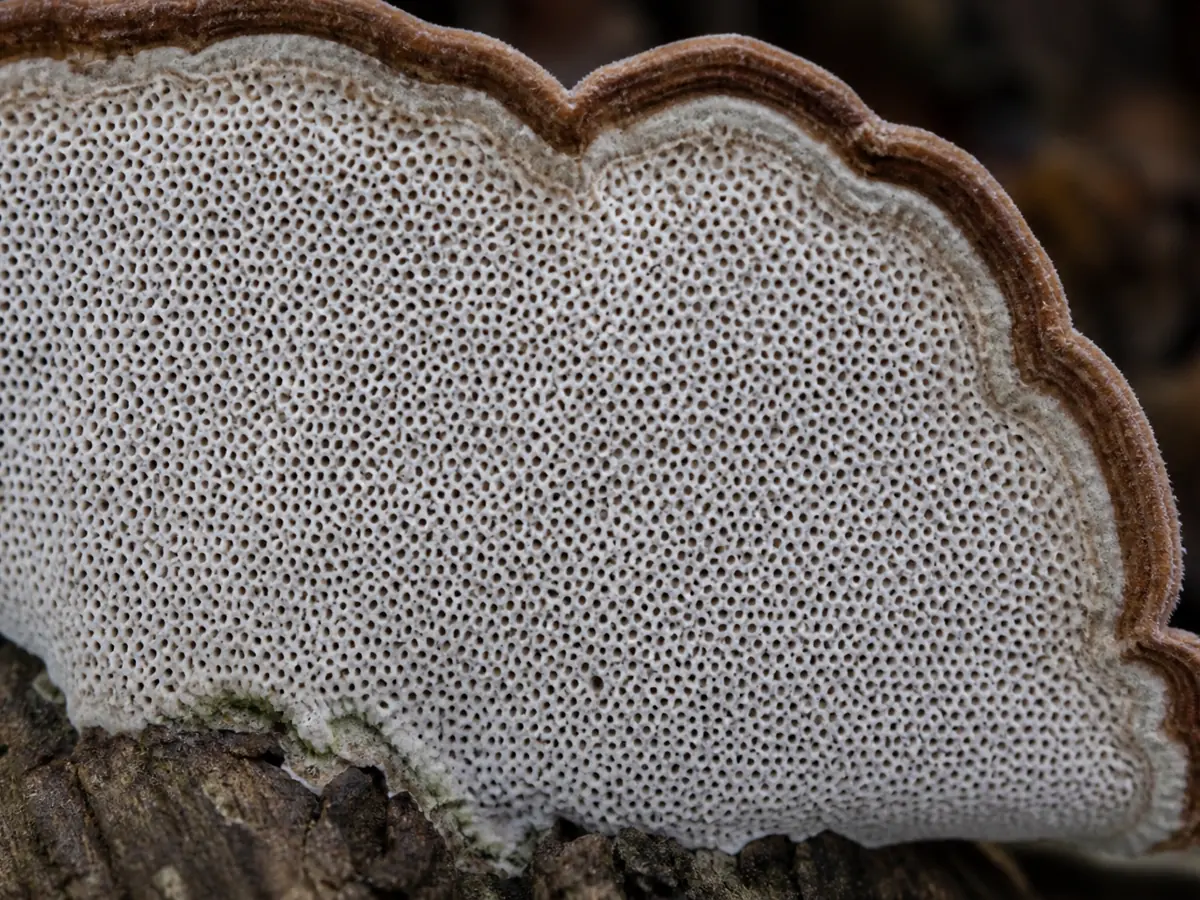 Macro view of the fine white pores beneath a cultivated turkey tail fan