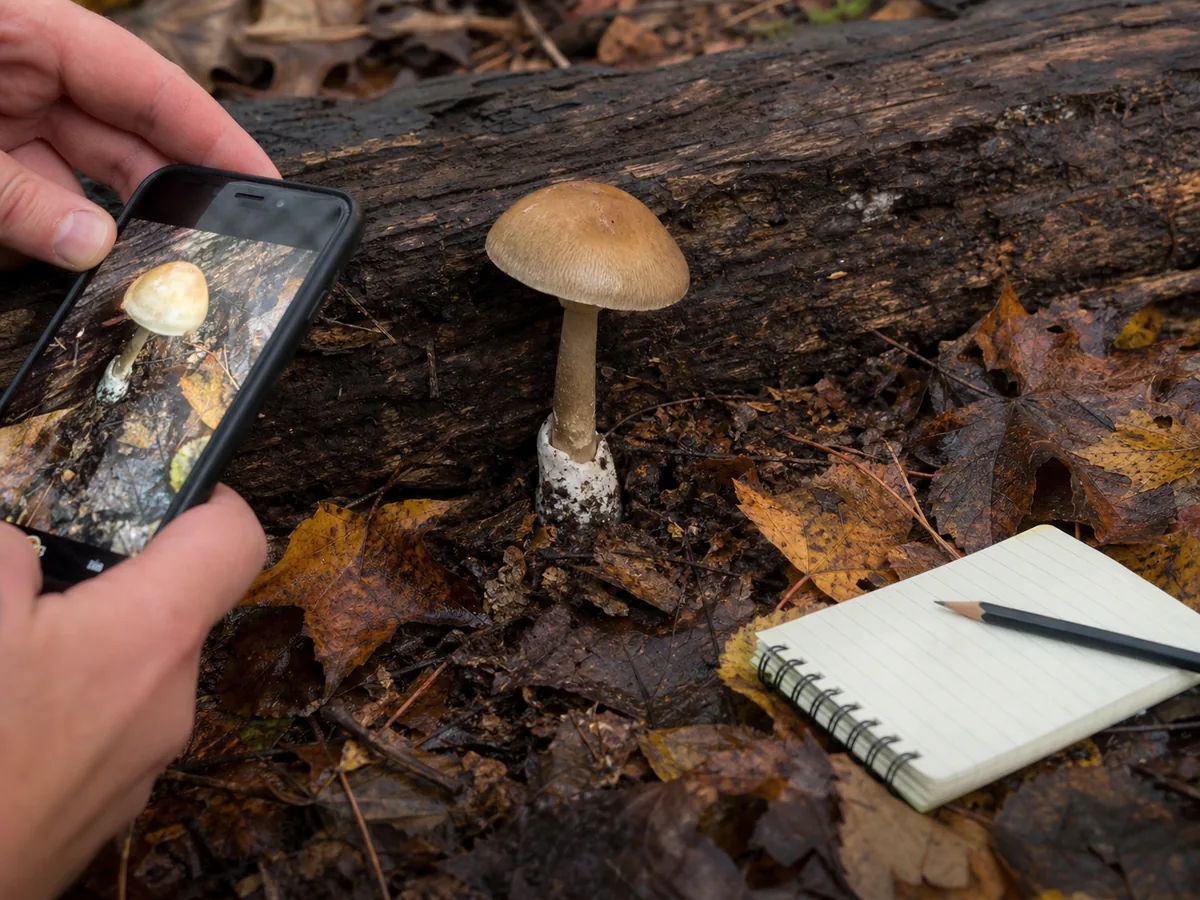 A forager photographs an intact mushroom beside its substrate before collecting it
