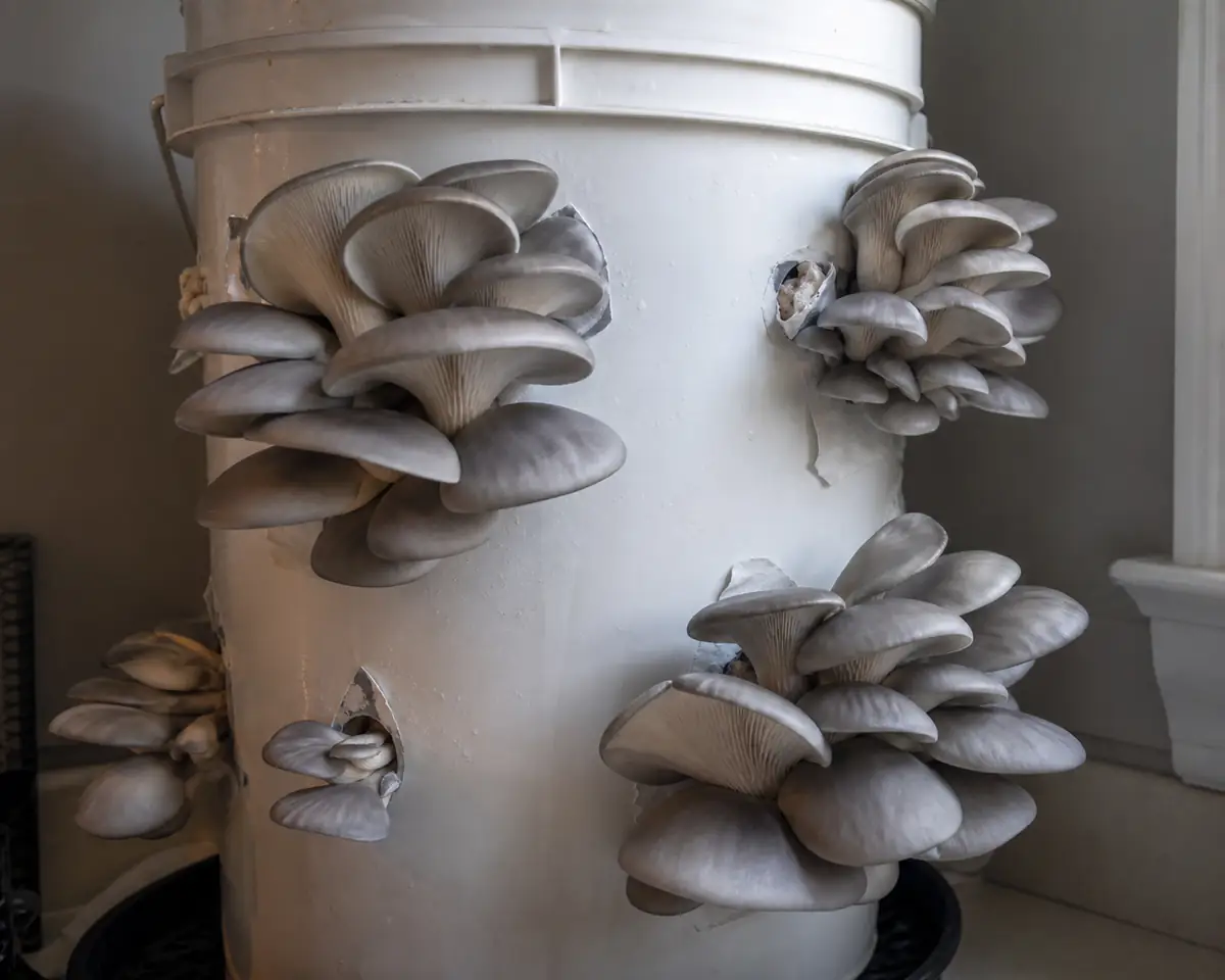 Gray oyster mushroom clusters fruiting from holes in a bucket