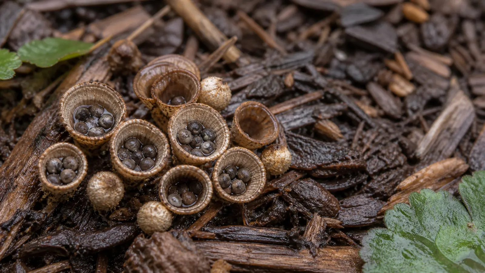 Tiny bird's nest fungi holding dark spore packets among damp wood mulch