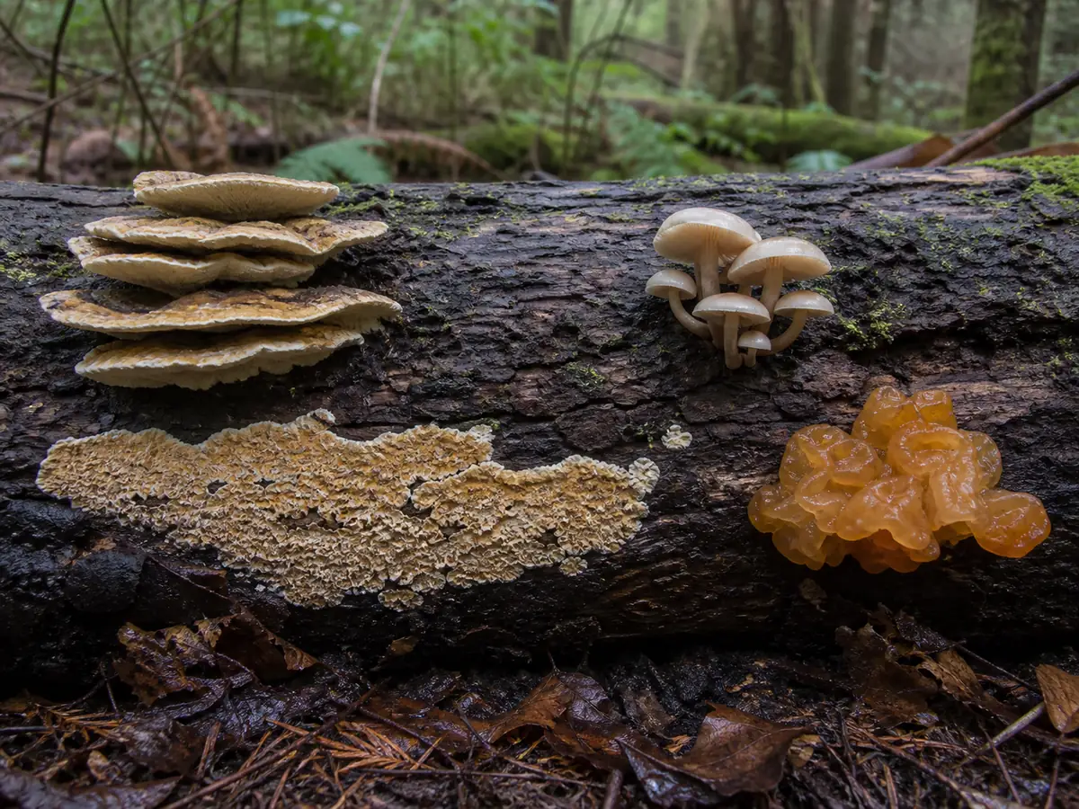 Bracket shelves, gilled caps, crust fungus, and jelly fungus occupying separate areas of one fallen hardwood log