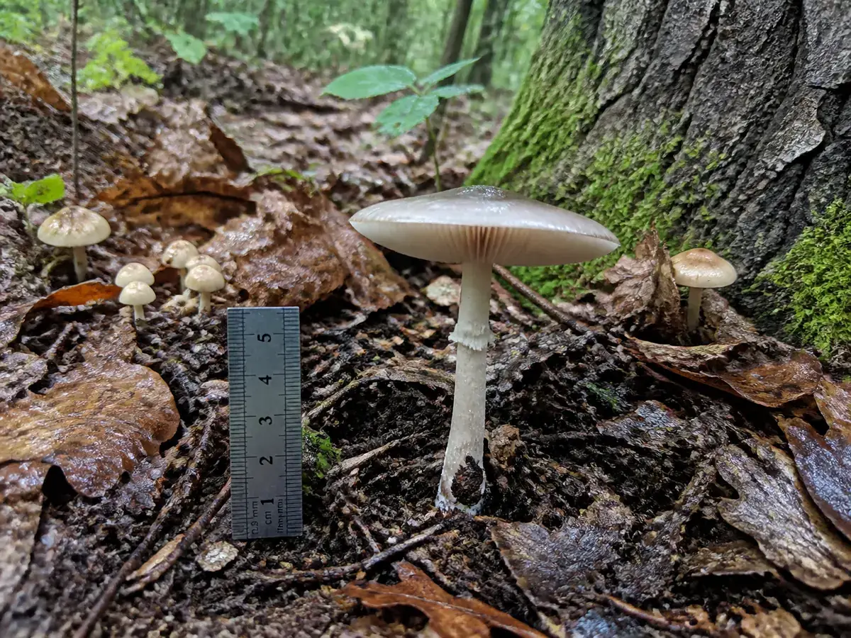 Intact woodland mushroom photographed beside a ruler with leaf litter, tree bark, and its substrate visible
